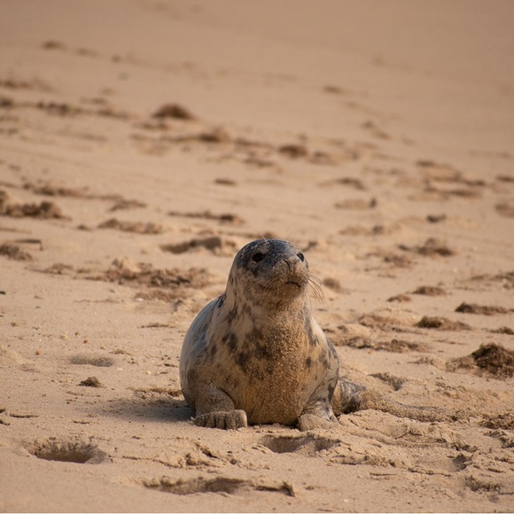 Cisco Brewers Nantucket Island Boston Seaport Merchandise - Picture 7 of 15